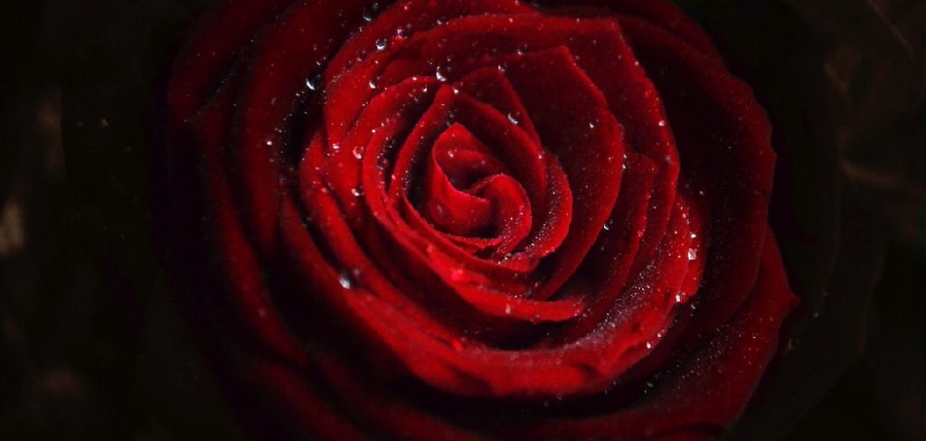 How to Make Rose Petal Confetti