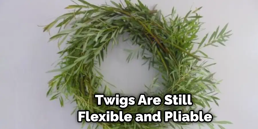 Twigs Are Still Flexible and Pliable