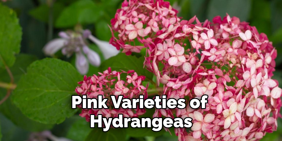 Pink Varieties of Hydrangeas