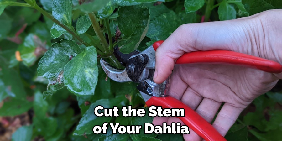 Cut the Stem of Your Dahlia