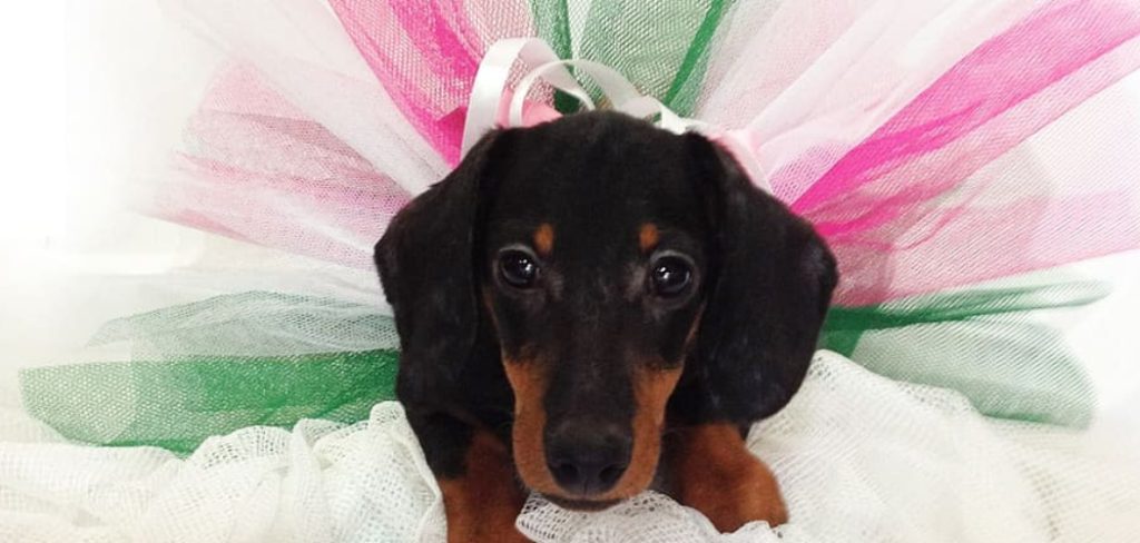 How to Make a Dog Tutu