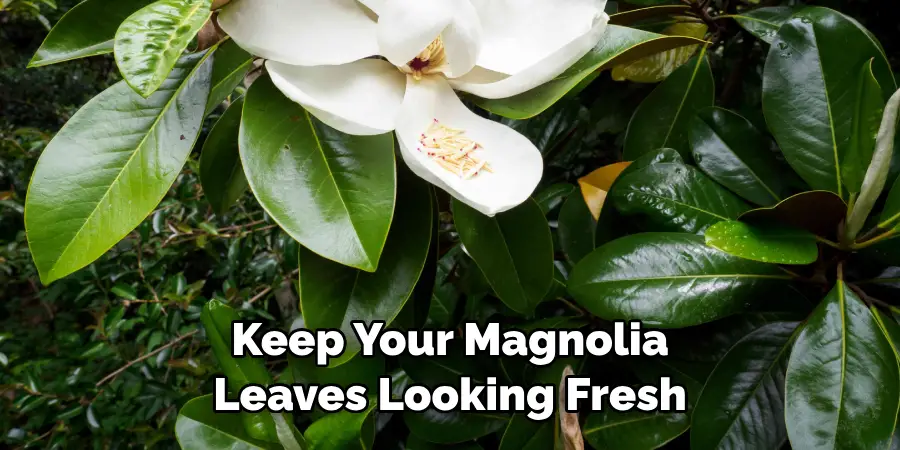 Keep Your Magnolia Leaves Looking Fresh