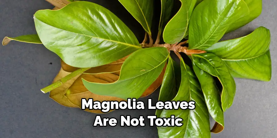 Magnolia Leaves Are Not Toxic