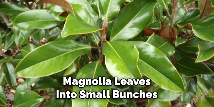 Magnolia Leaves Into Small Bunches