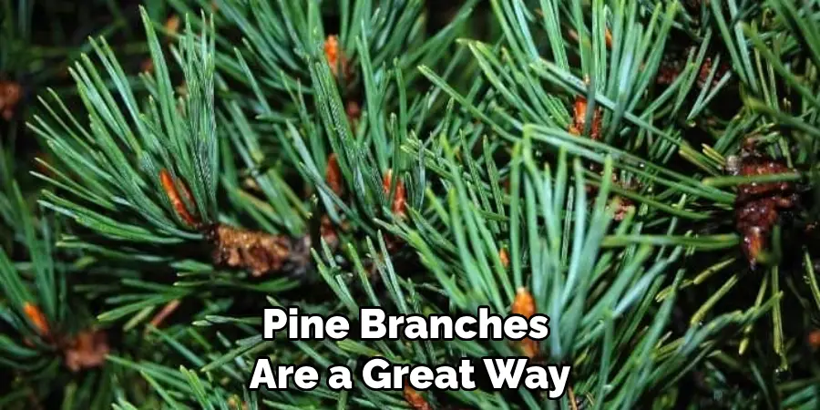 Pine Branches Are a Great Way