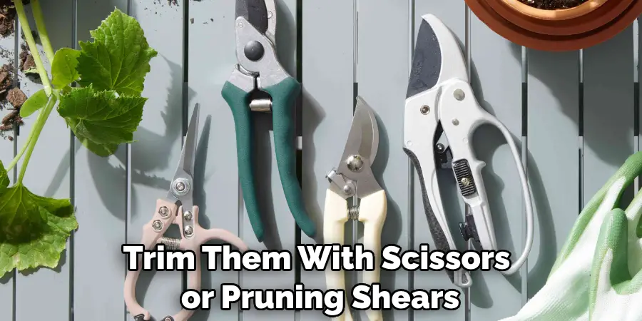Trim Them With Scissors or Pruning Shears