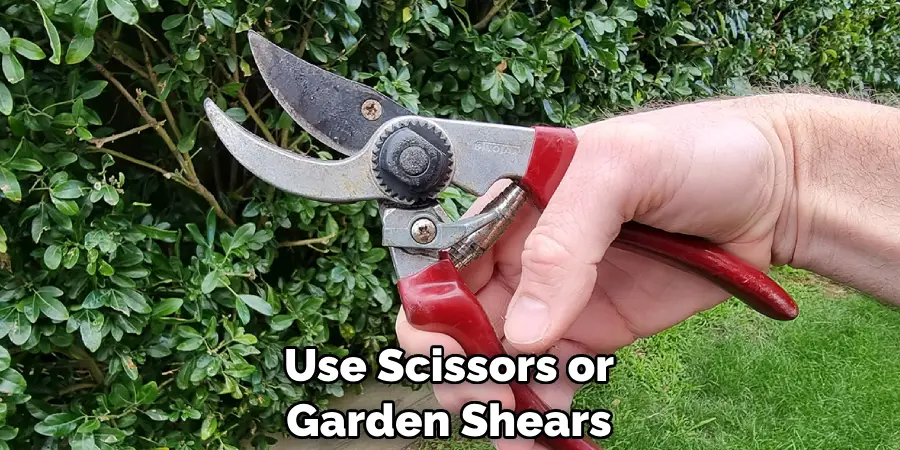 Use Scissors or Garden Shears