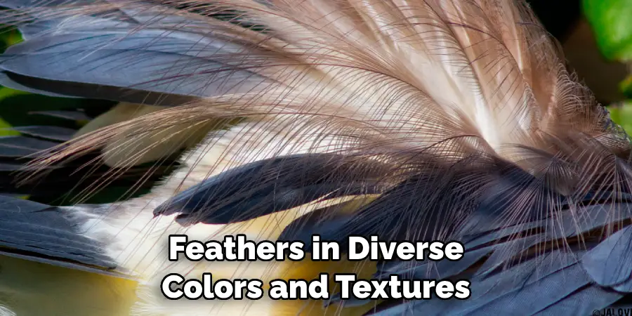 Feathers in Diverse Colors and Textures