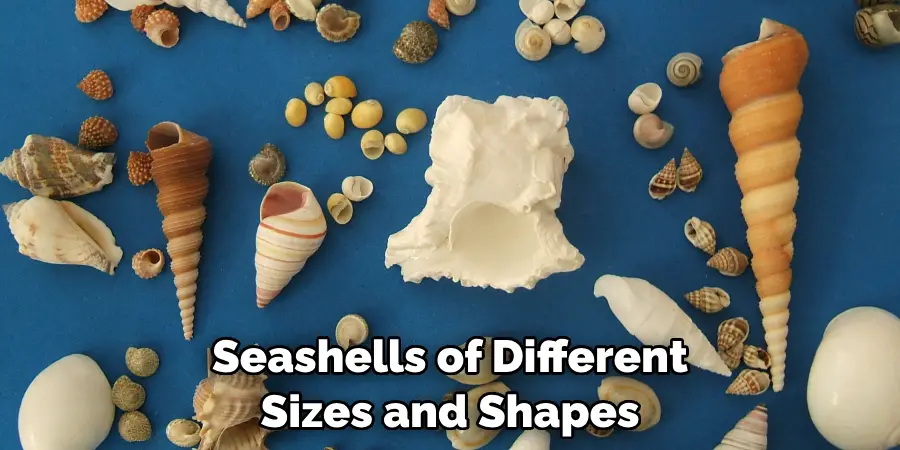 Seashells of Different Sizes and Shapes