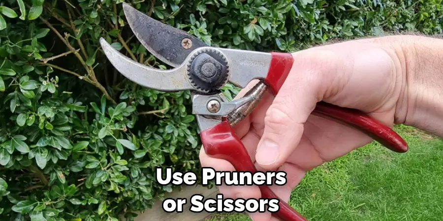 Use Pruners or Scissors