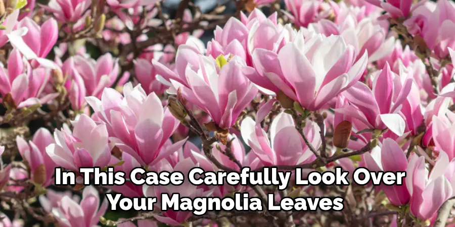 in This Case Carefully Look Over Your Magnolia Leaves 