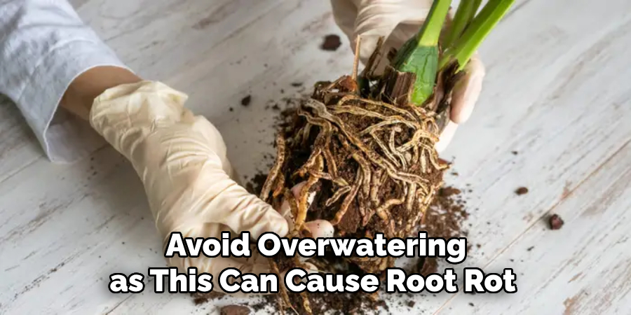 Avoid Overwatering as This Can Cause Root Rot 