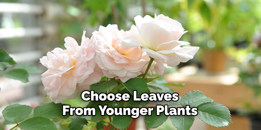 Choose Leaves From Younger Plants