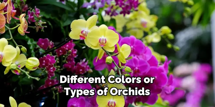 Different Colors or Types of Orchids