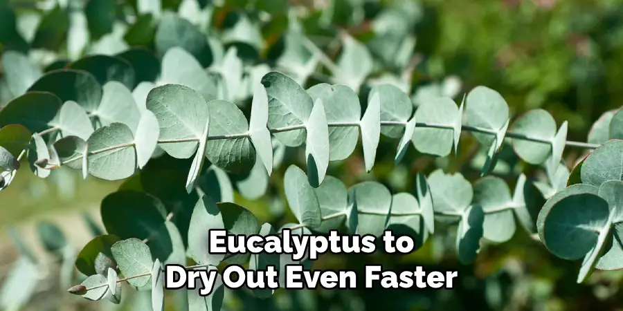 Eucalyptus to Dry Out Even Faster