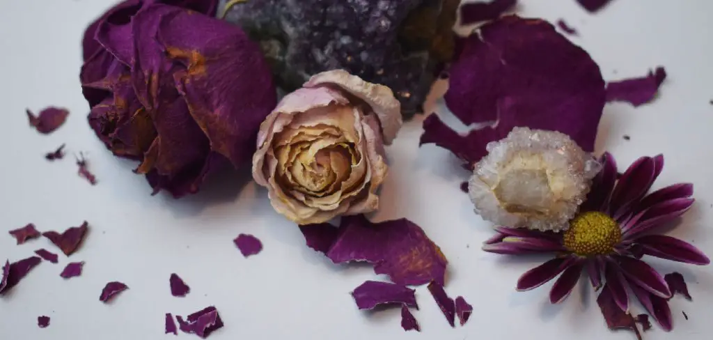 How to Dry Ranunculus