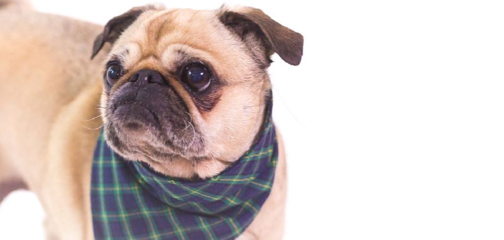 How to Make a Dog Bandana from A Fat Quarter