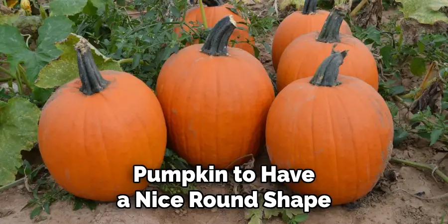 Pumpkin to Have a Nice Round Shape
