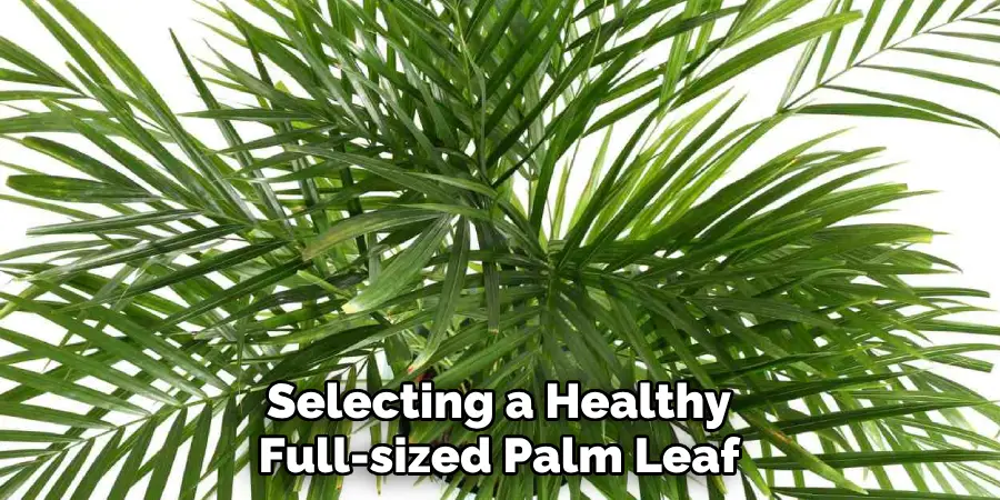 Selecting a Healthy Full-sized Palm Leaf