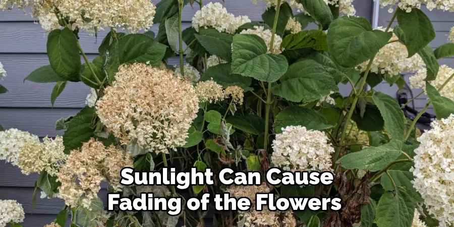 Sunlight Can Cause Fading of the Flowers 