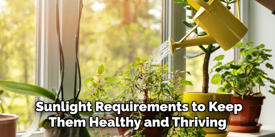  Sunlight Requirements to Keep Them Healthy and Thriving