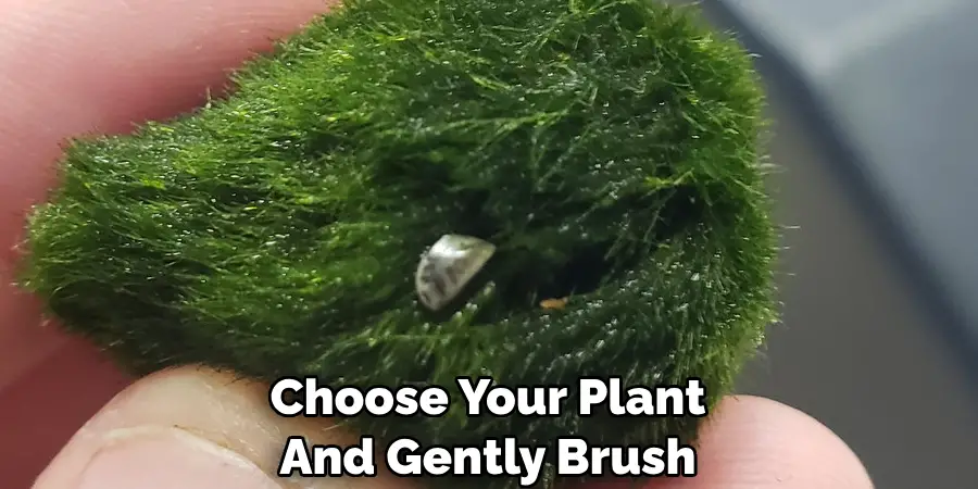 Choose Your Plant 
And Gently Brush