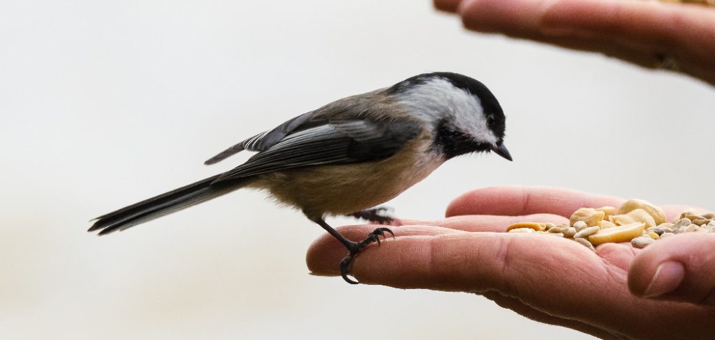 How to Make a Bird Seed Block