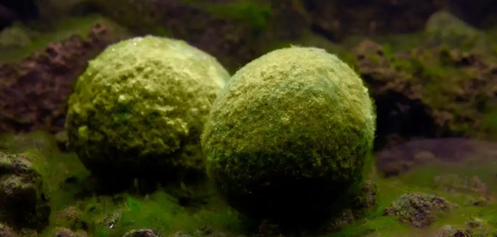 How to Make a Moss Ball