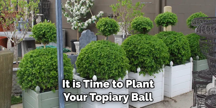 It is Time to Plant Your Topiary Ball