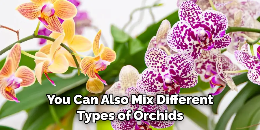 You Can Also Mix Different
 Types of Orchids