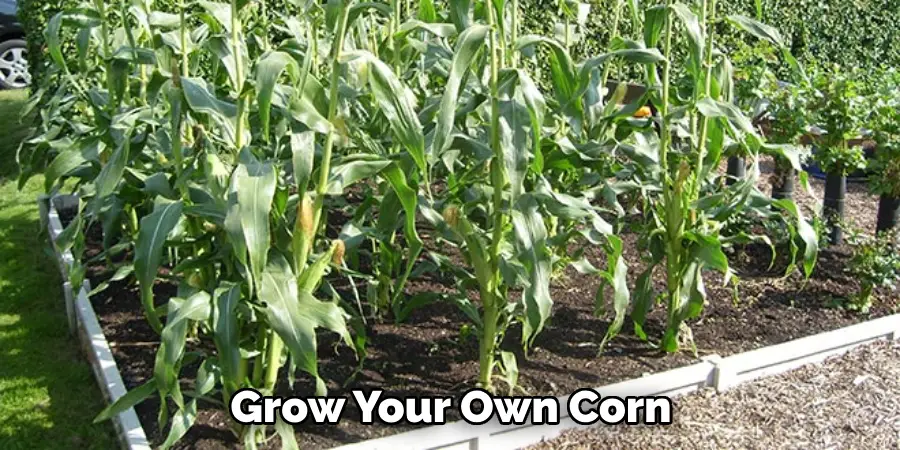 Grow Your Own Corn 