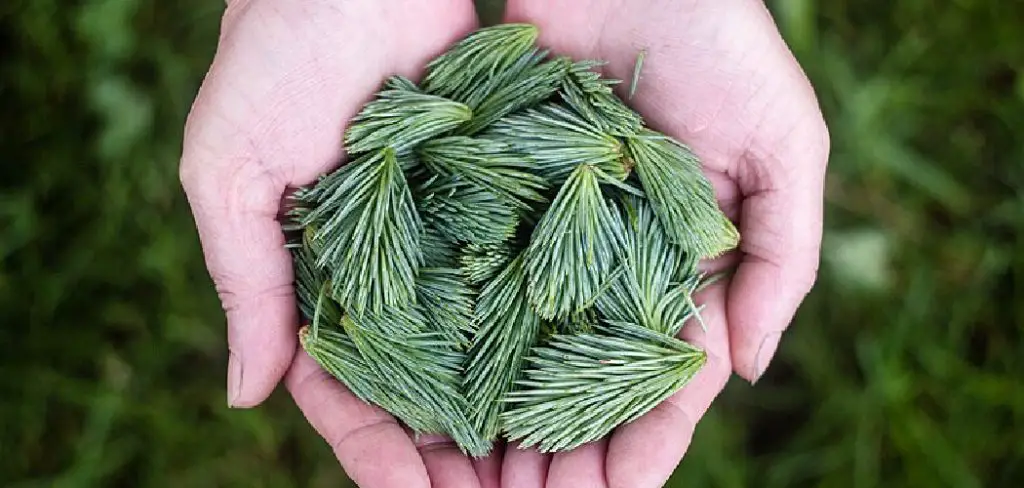 How to Make Pine Needle Cleaner