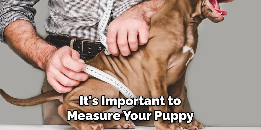 It's Important to Measure Your Puppy