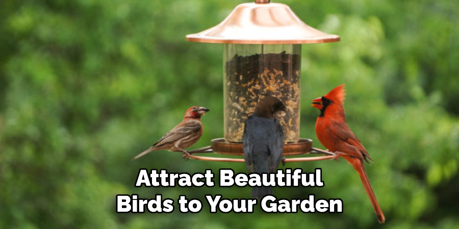 Attract Beautiful Birds to Your Garden