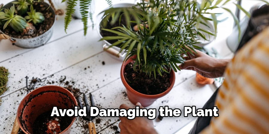 Avoid Damaging the Plant