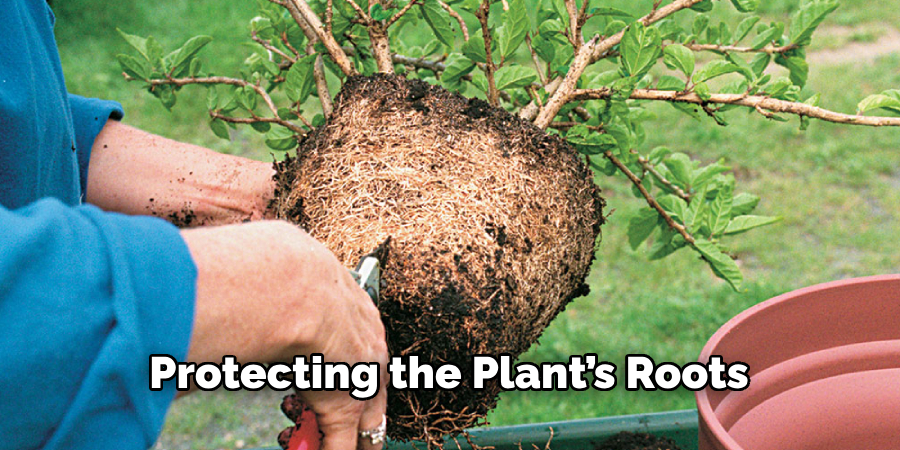 Protecting the Plant’s Roots