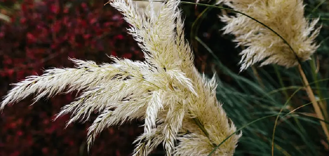 How to Dye Pampas Grass