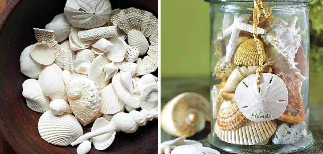 How to Display Shells
