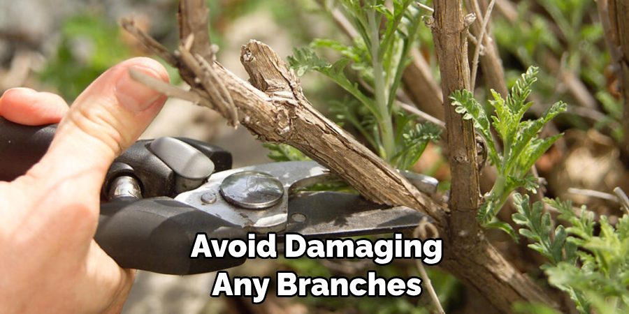 Avoid Damaging Any Branches