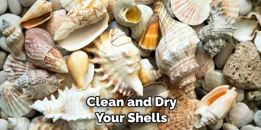  Clean and Dry Your Shells