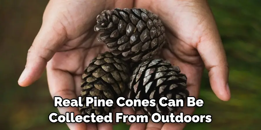 Real Pine Cones Can Be Collected From Outdoors