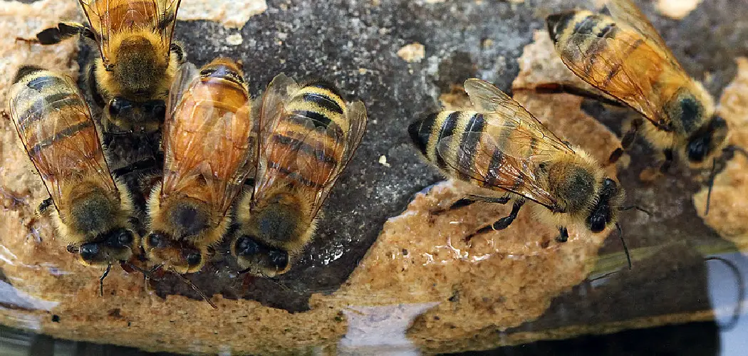 How to Make a Bee Bath