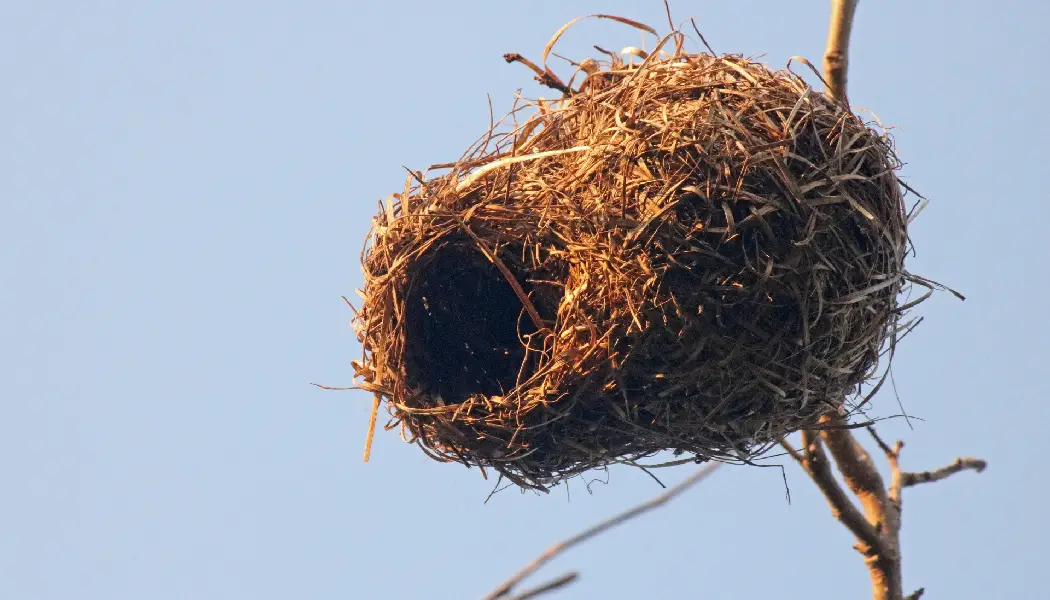 How to Make a Bird Nesting Material Holder