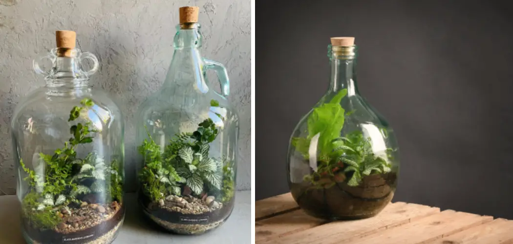 How to Make a Demijohn Terrarium